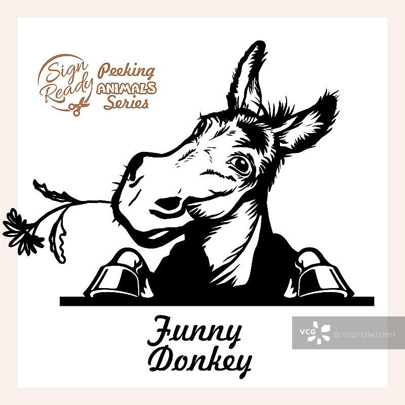 有趣的驴子偷看图片素材
