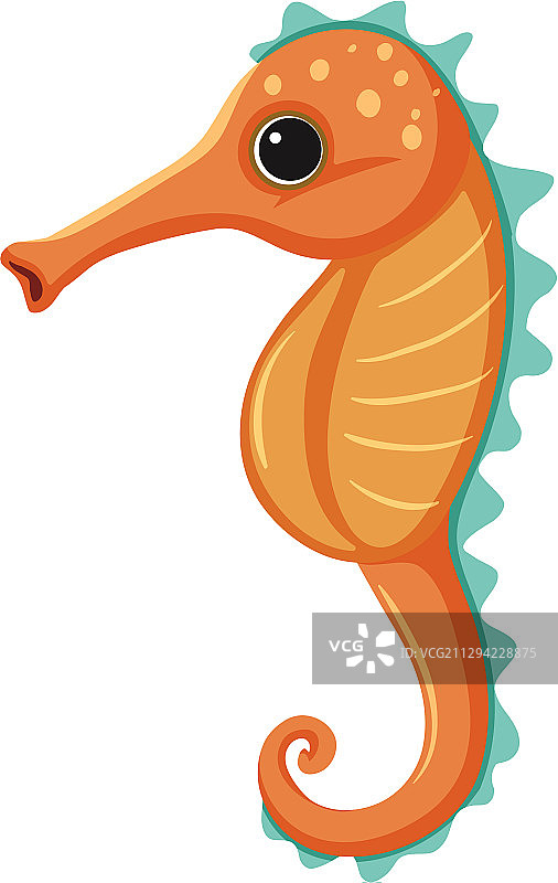 白色背景上的橙色海马图片素材