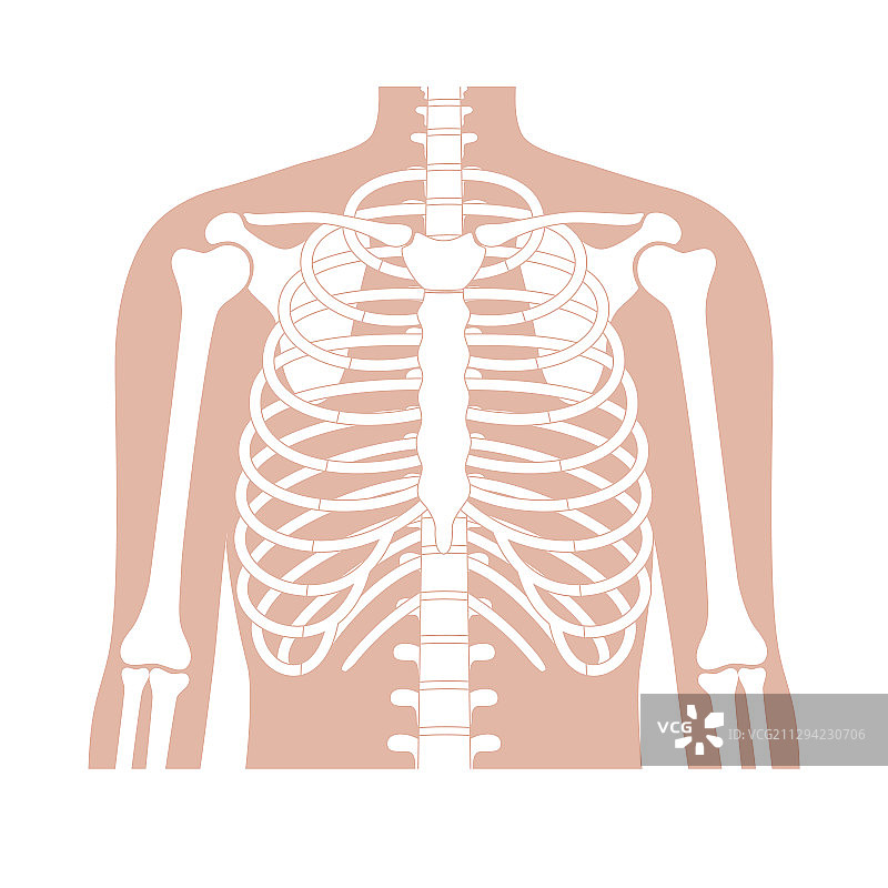 人体肋骨解剖结构图片素材