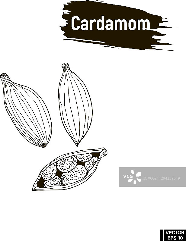 黑色草果素描图片素材