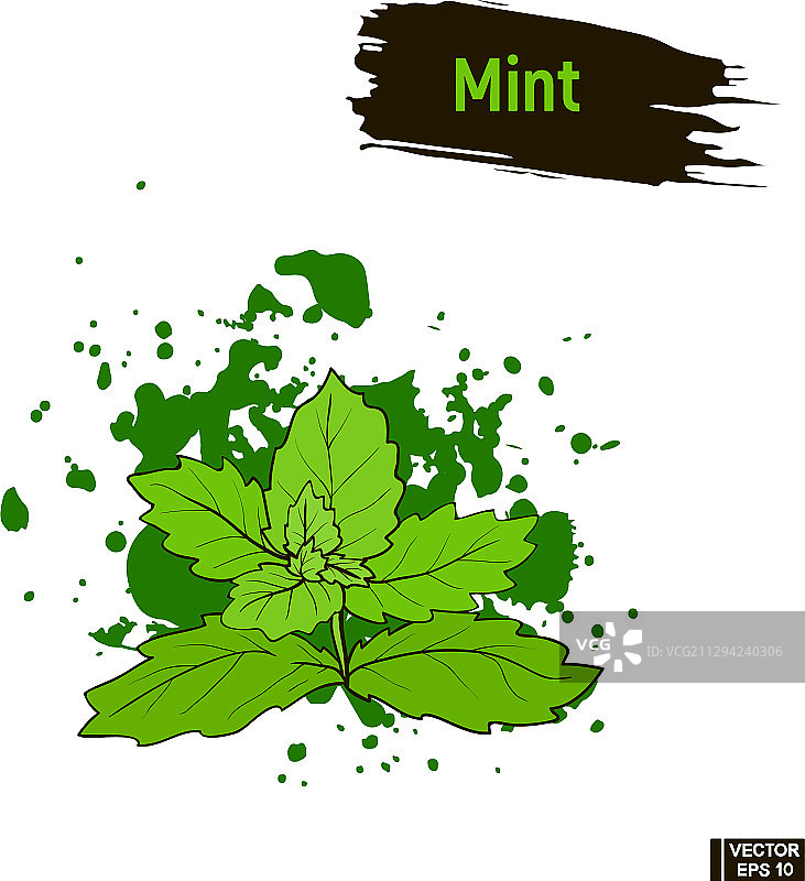 彩色薄荷叶素描图片素材