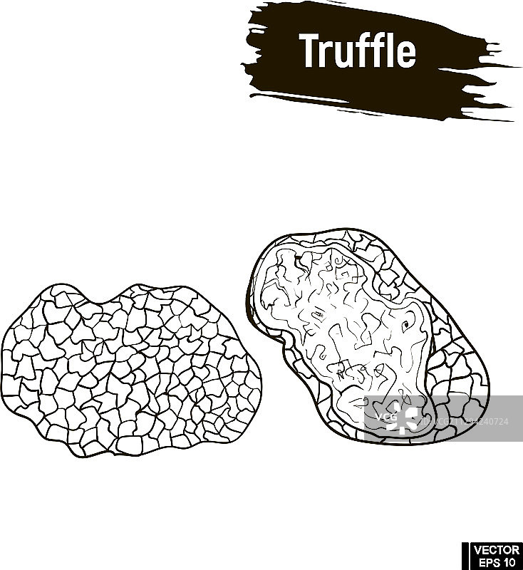 松露蘑菇素描轮廓图片素材