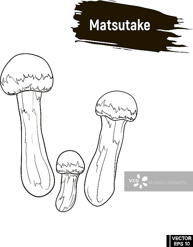 松茸蘑菇素描轮廓图片素材