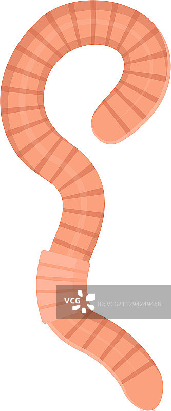 蠕虫图标：粉色蚯蚓昆虫图片素材