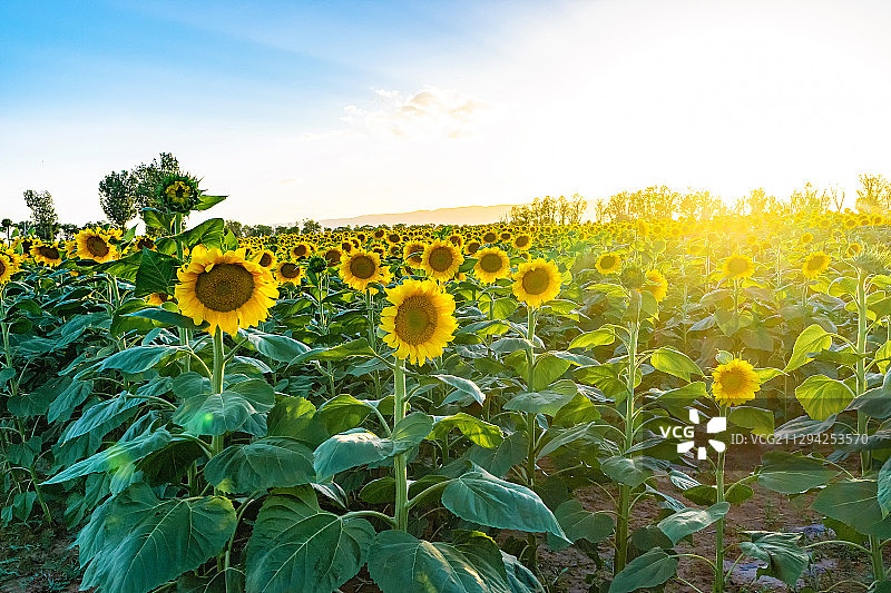 向日葵田 Sunflower field图片素材