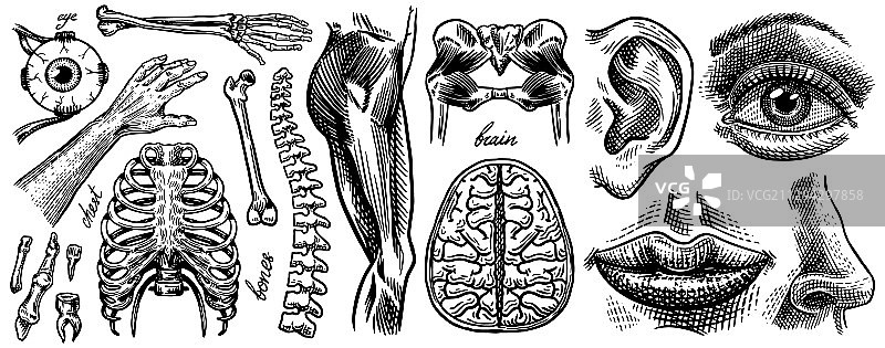 人体骨骼肌肉器官系统解剖图片素材
