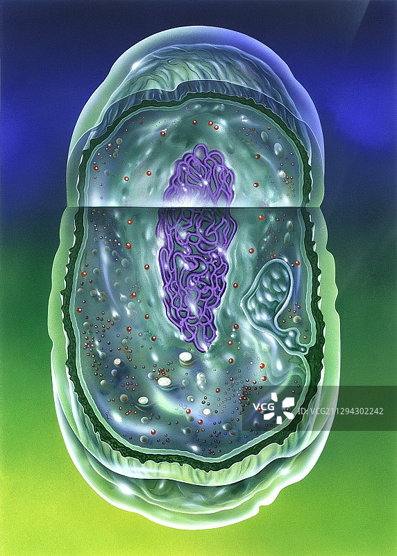 细菌细胞，图示图片素材