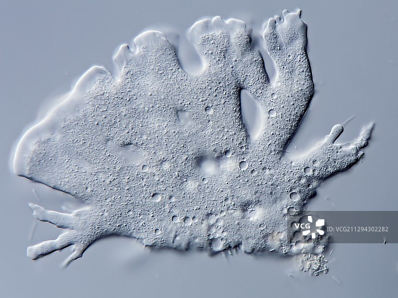 淋浴排水沟中的变形虫，光学显微照片图片素材