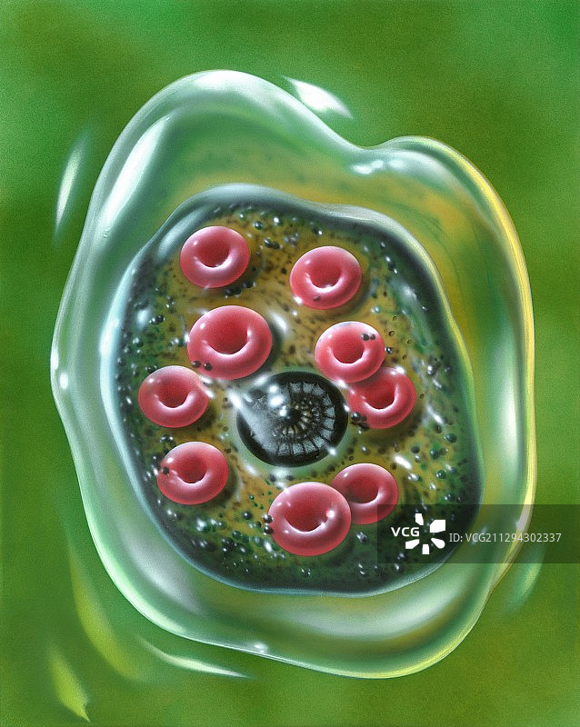 吞噬红细胞的变形虫寄生虫，图解图片素材