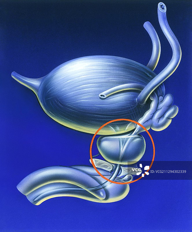 前列腺位置图图片素材