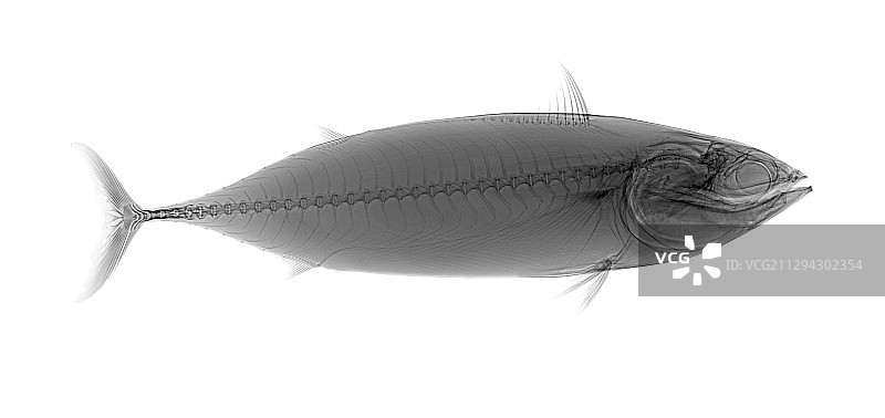 金枪鱼X光片图片素材