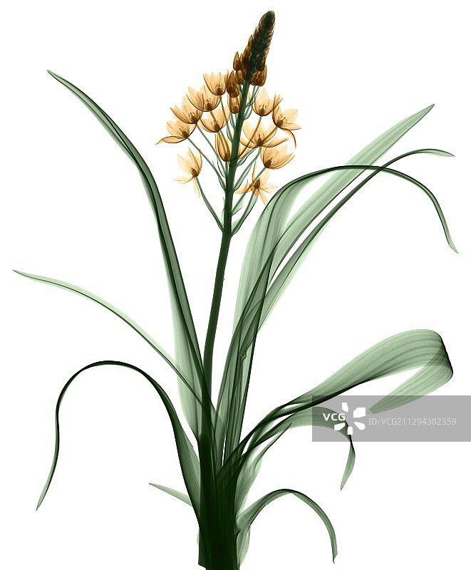 虎眼万年兰花X光片图片素材