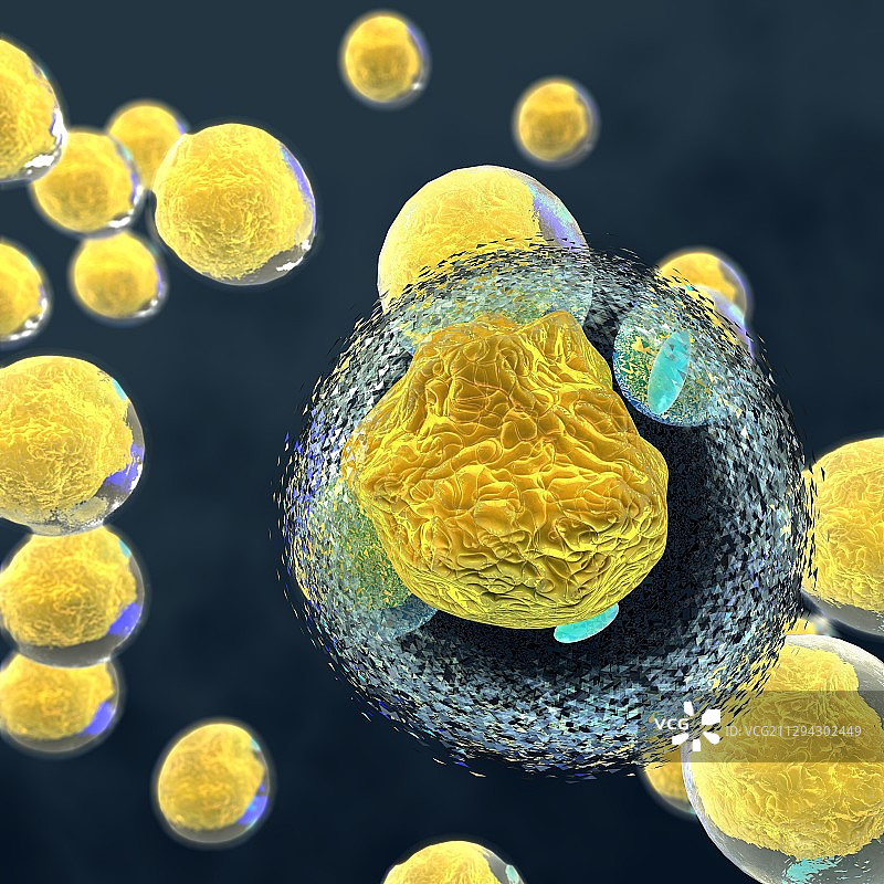 脂肪细胞图图片素材