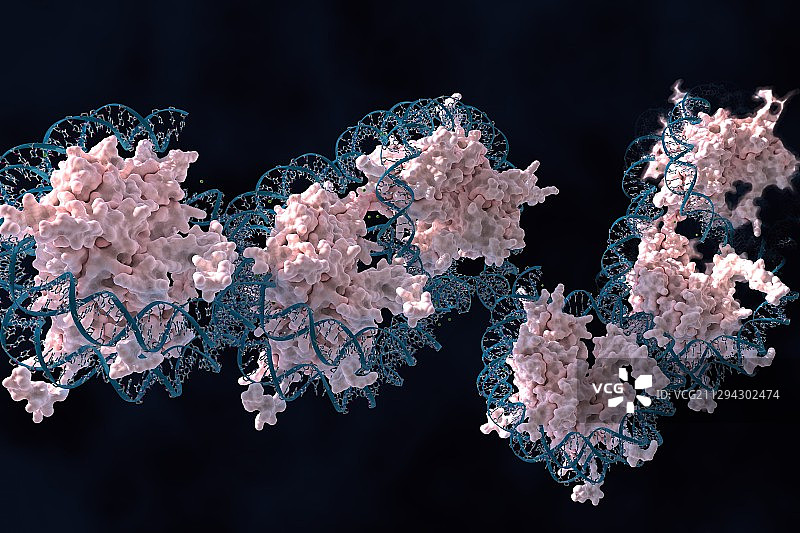 核小体插画图片素材