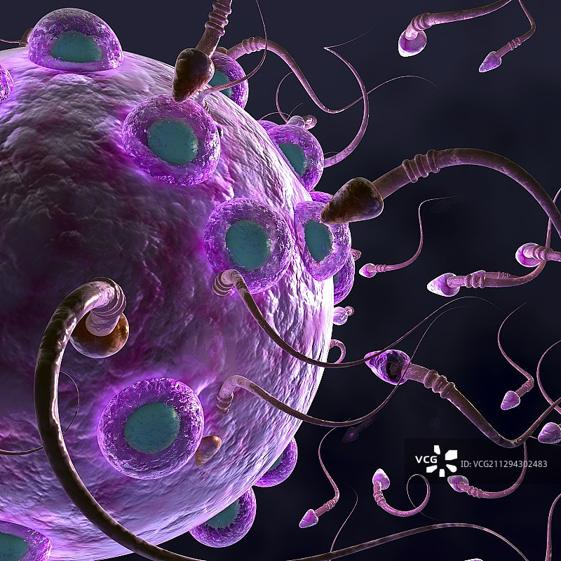 受精作用插图图片素材