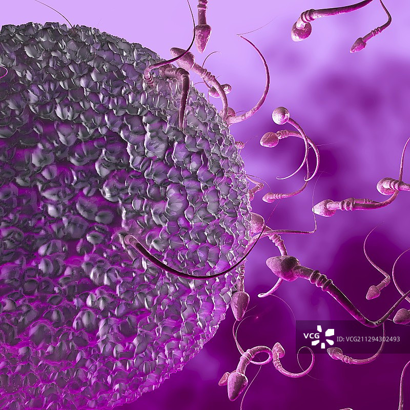 受精作用插图图片素材