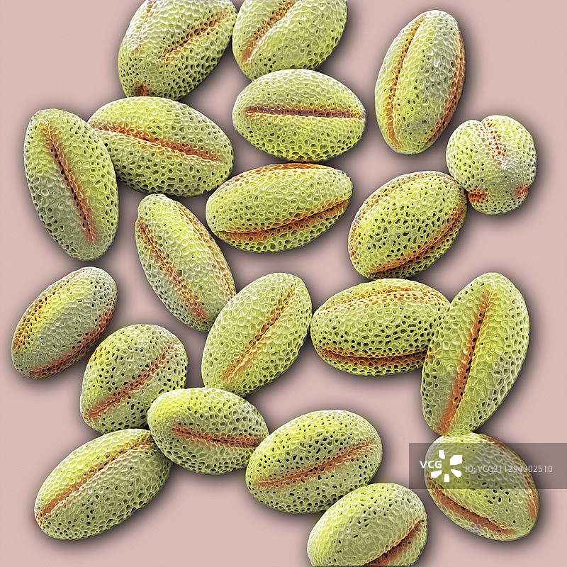 紫罗兰花粉颗粒扫描电镜图图片素材