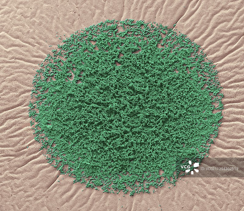 新生儿的手握着母亲的手指图片素材