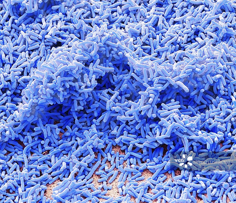 假单胞菌，扫描电镜图片素材