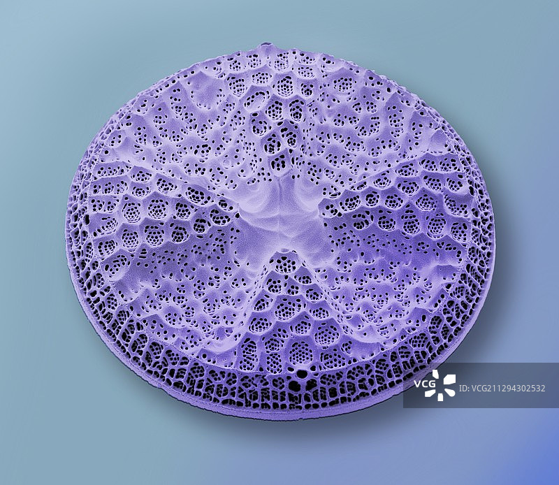 Diatom,没有图片素材