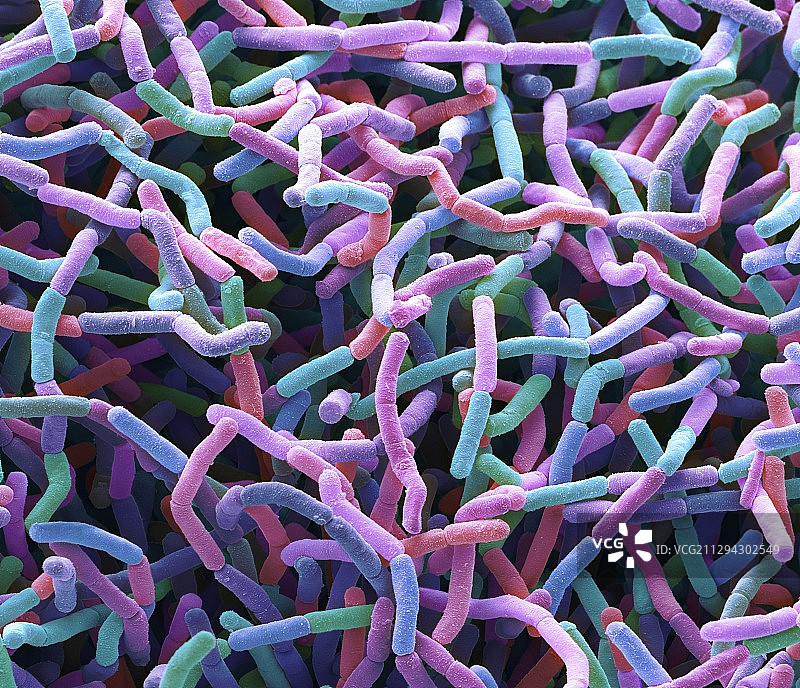 土壤细菌，扫描电子显微镜图片素材