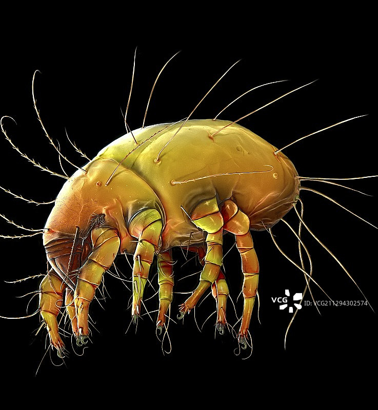 尘螨，扫描电子显微镜图片素材