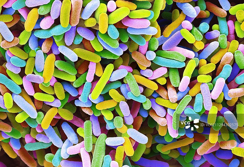 大肠杆菌扫描电镜图图片素材