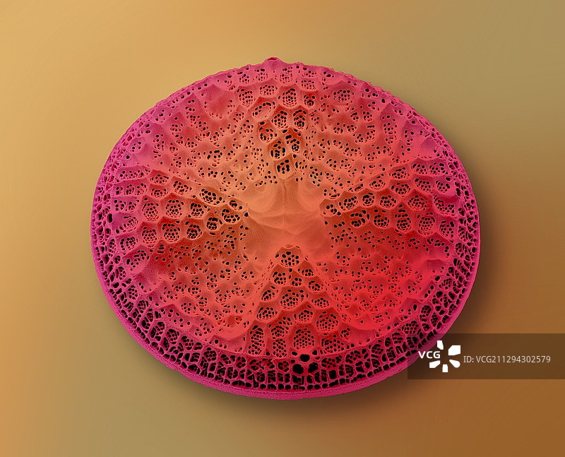 Diatom,没有图片素材