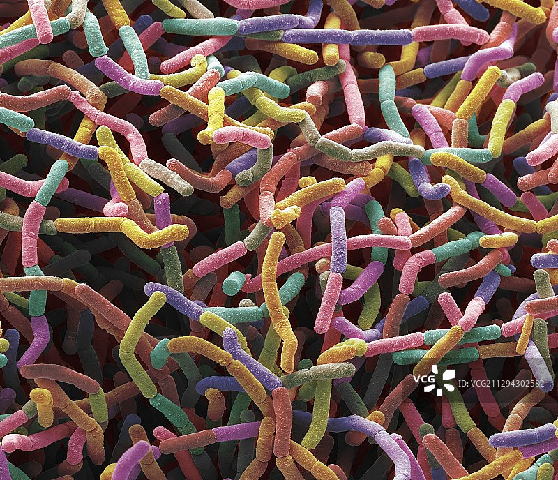 土壤细菌，扫描电子显微镜图片素材