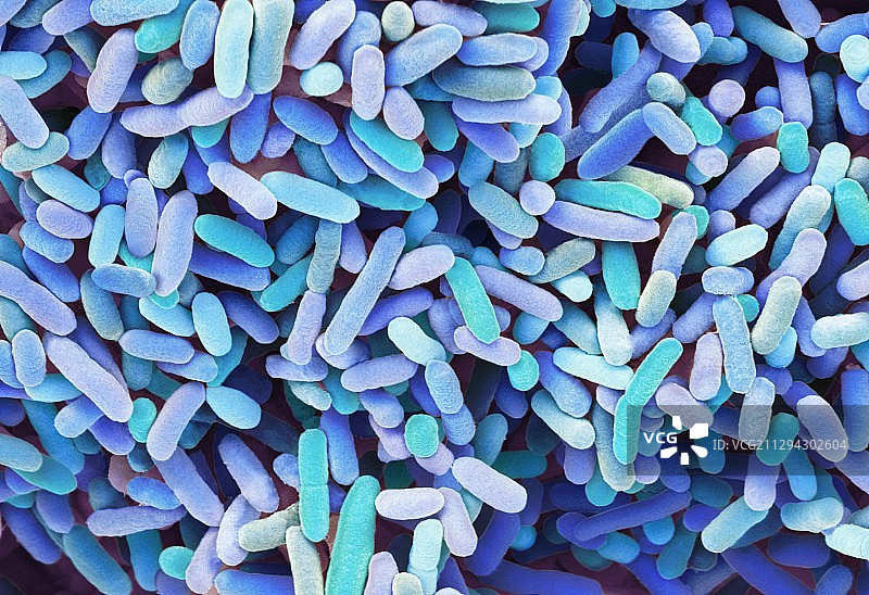 大肠杆菌扫描电镜图图片素材