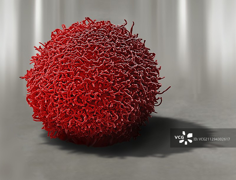 肾癌扫描电子显微镜图像图片素材