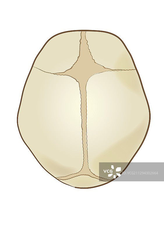 婴儿颅骨囟门示意图图片素材