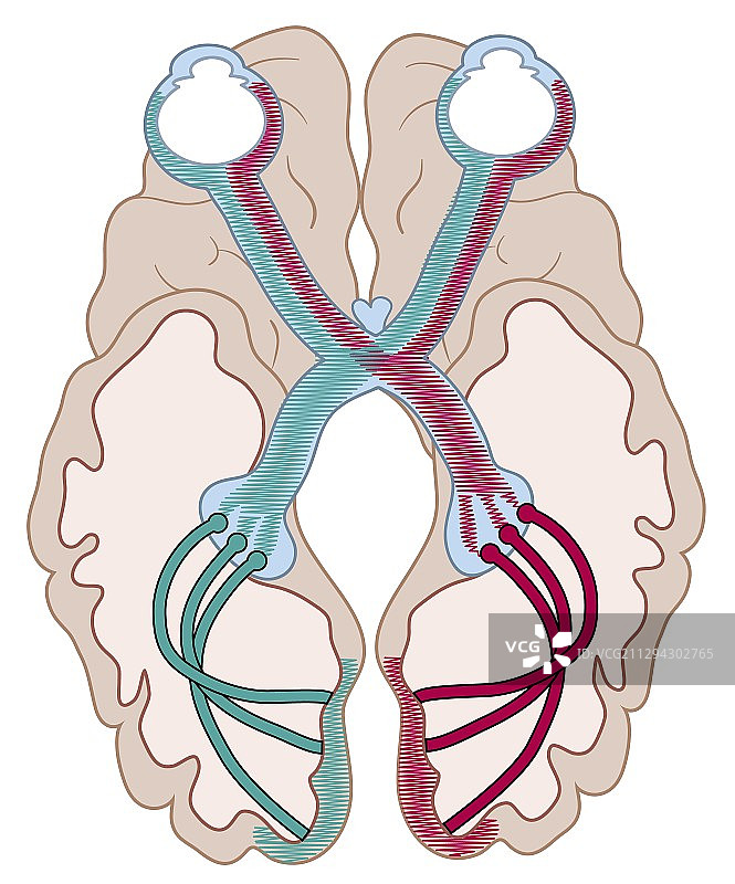 视神经插图图片素材