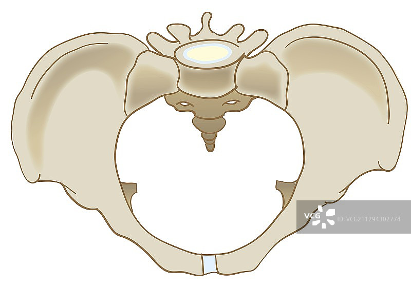 女性骨盆插图图片素材