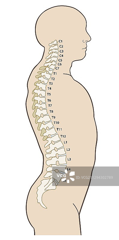 脊柱插图图片素材