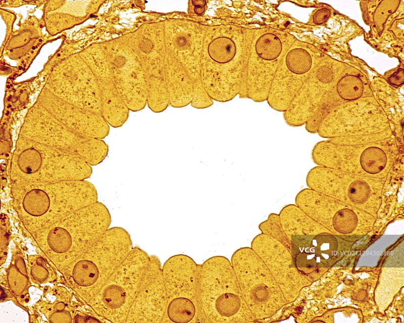 集合管上皮细胞显微照片图片素材