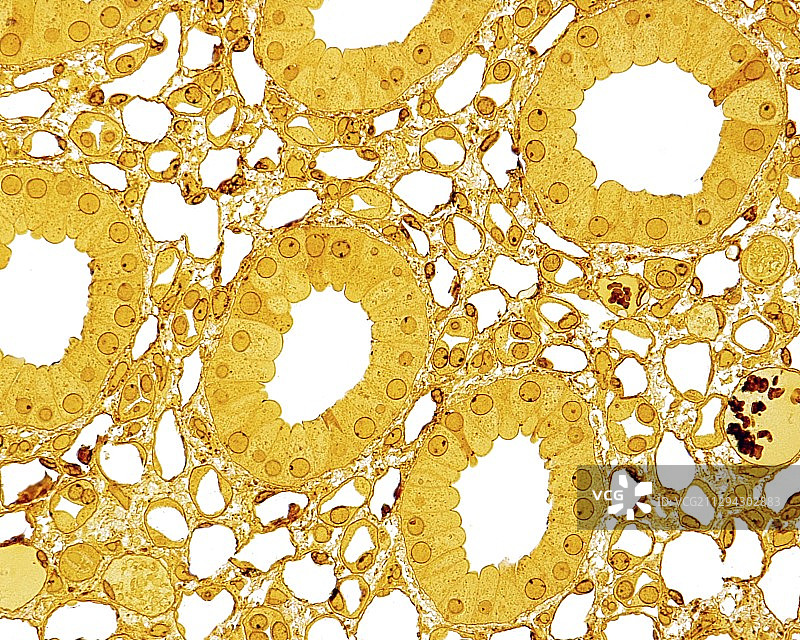 肾髓质显微照片图片素材