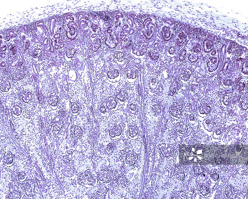 发育中的肾脏，光学显微照片图片素材