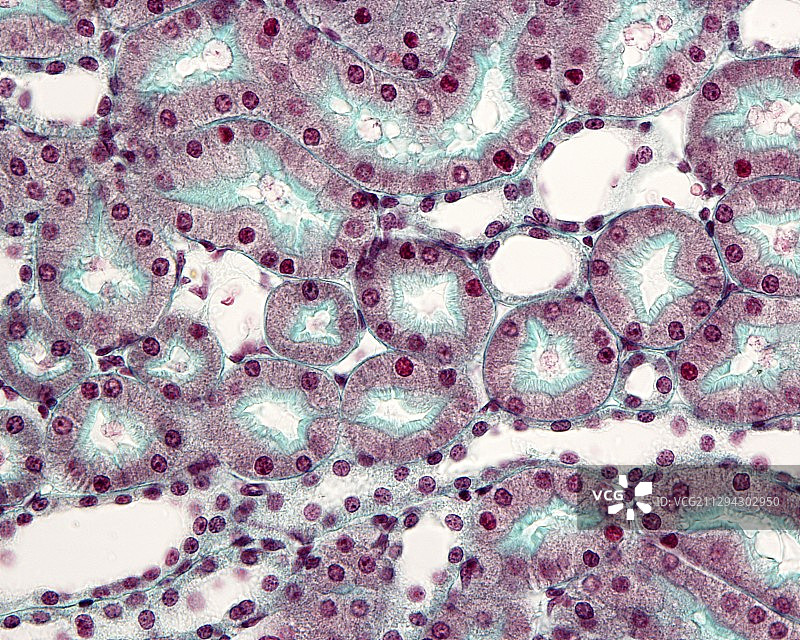 肾脏的肾小管，光学显微照片图片素材