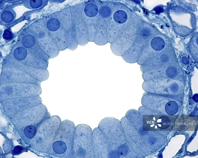 集合管上皮细胞显微照片图片素材