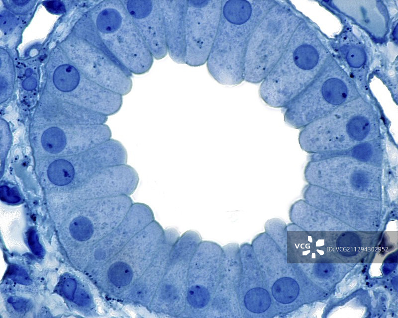 集合管上皮细胞显微照片图片素材