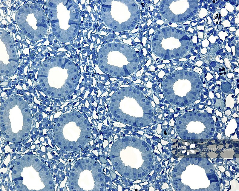 肾髓质显微照片图片素材