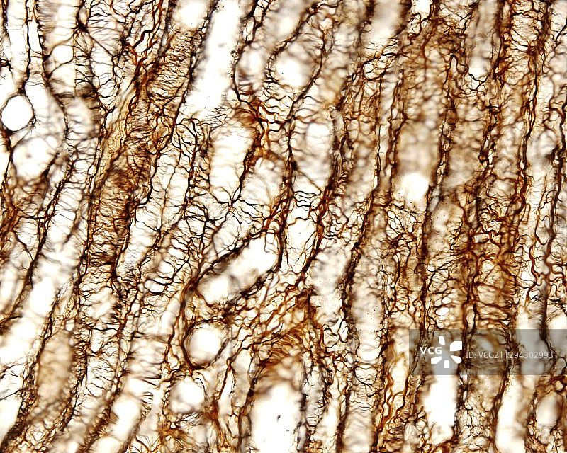 肾髓质显微照片图片素材