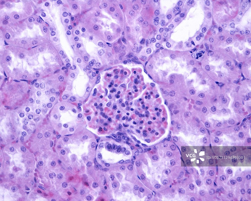 肾脏致密斑，光学显微照片图片素材