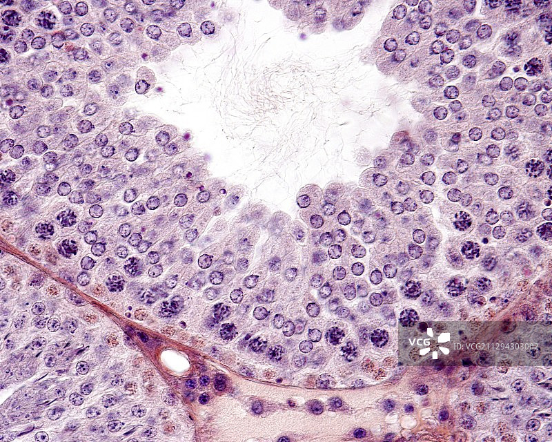 曲细精管显微照片图片素材