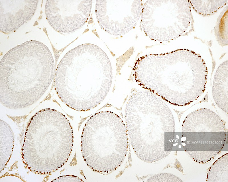 曲细精管显微照片图片素材