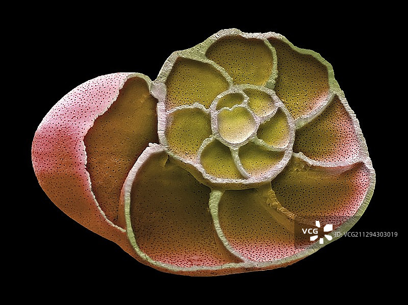 有孔虫测试，SEM图片素材