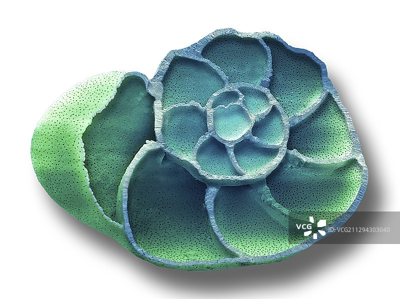 有孔虫测试，SEM图片素材