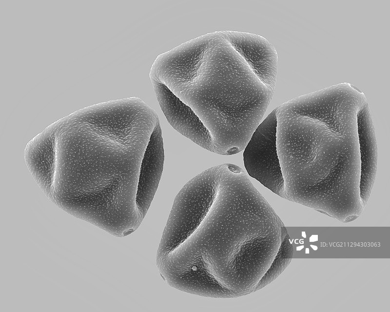榛树花粉粒扫描电镜图图片素材