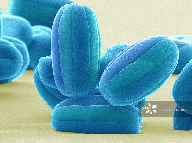 瓶子草花粉粒扫描电镜图图片素材